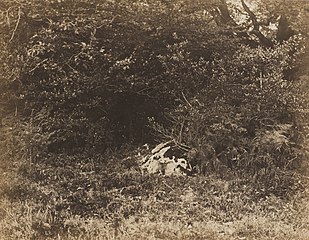 A Rock in the Forest