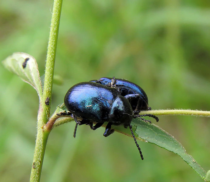 File:Eumolpus asclepiadeus Kiev2.JPG