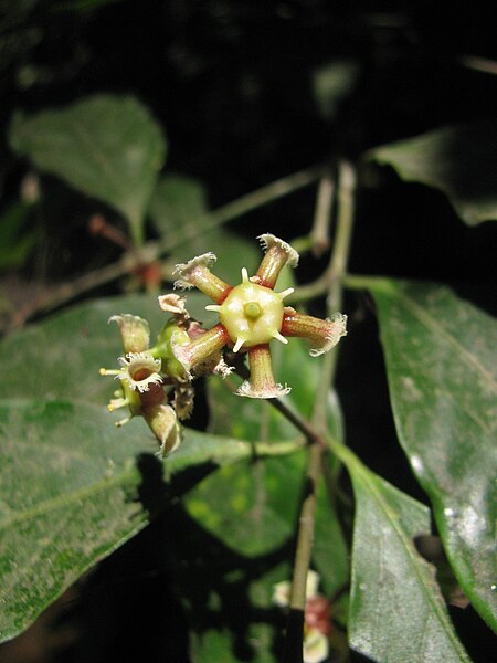 File:Euonymus indicus.JPG