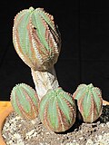 Miniatuur voor Bestand:Euphorbia hybrid 11.jpg