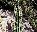 Euphorbia trigona