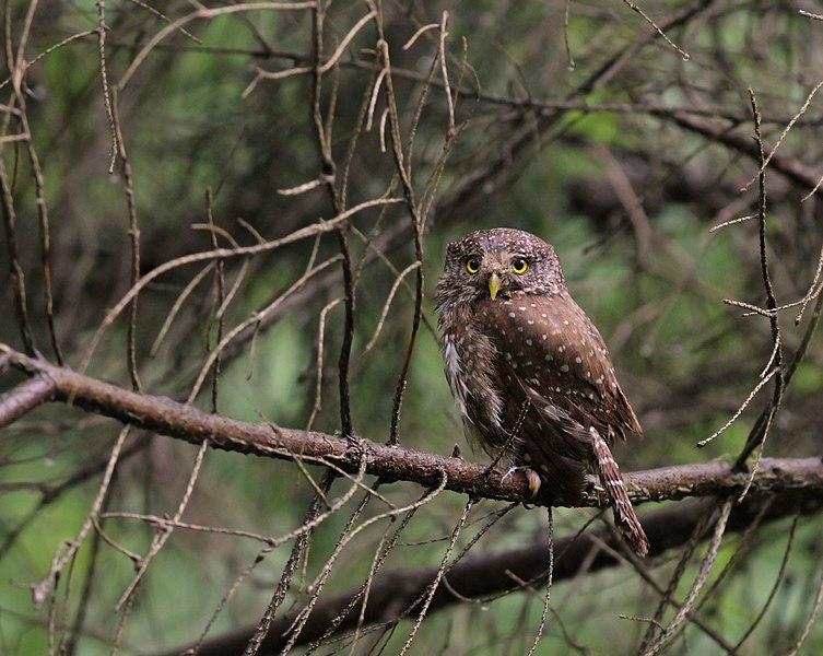 File:Eurasian pygmy owl (Glaucidium passerinum).jpg