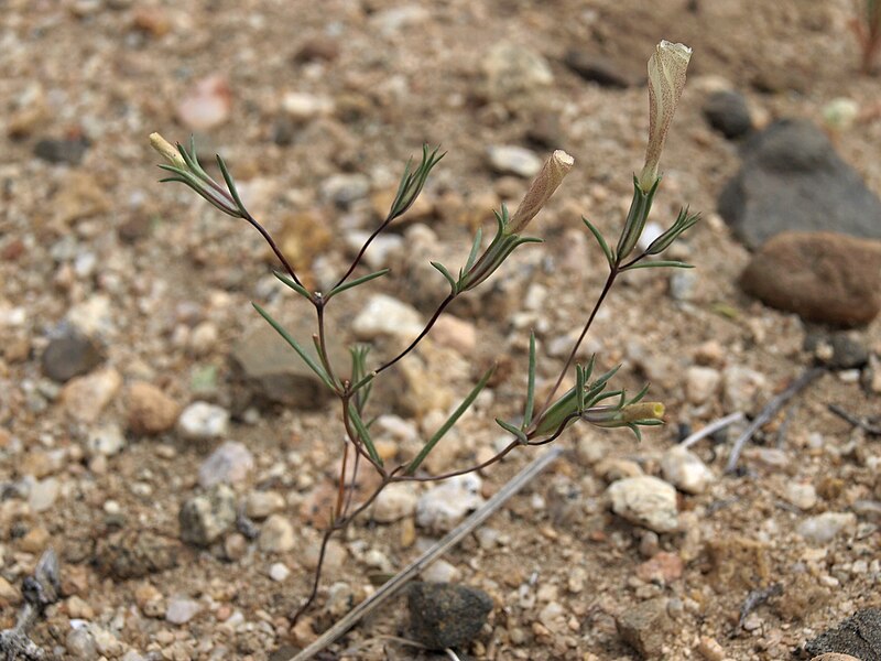 File:Evening snow, Linanthus dichotomus subsp. dichotomus (31641932281).jpg