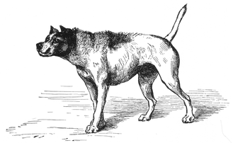 Drawing of a dog with raised hackles Expression of the Emotions Figure 5.png