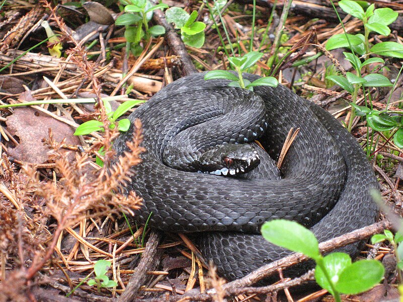 File:Färnebofjärden Vipera berus.jpg