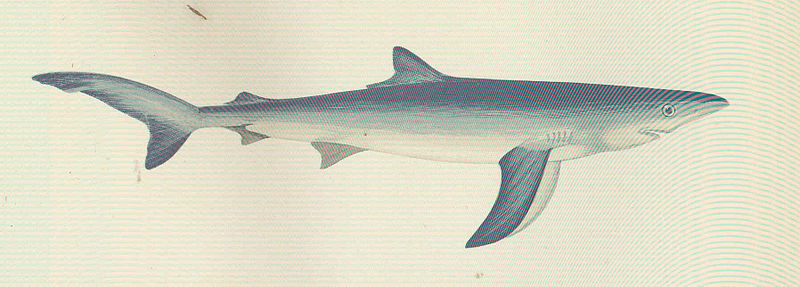 File:FMIB 46037 Blue Shark.jpeg