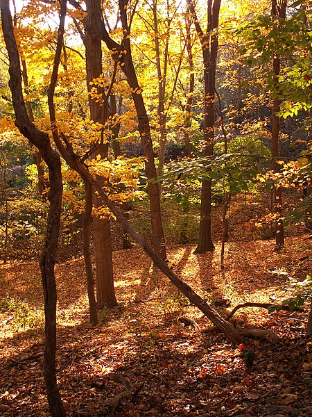 File:Fall leaves in Frick Park 01.jpg