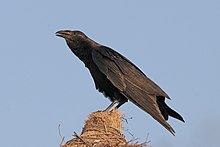 Fan-tailed raven (Corvus rhipidurus).jpg