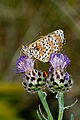 Mariposa de ojos azules.JPG