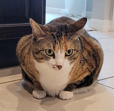 They say the camera adds 10 pounds, but she's gotten so large that her belly pools out from under her when she sits. For use on tabby cat