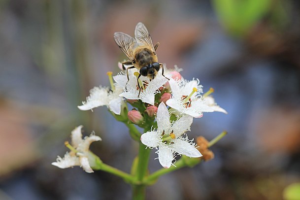 Fieberklee naturschutzgebiet blinklingmoos E Ortner.JPG