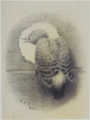 1910 Sketch of a Northern Flicker by Althea Sherman