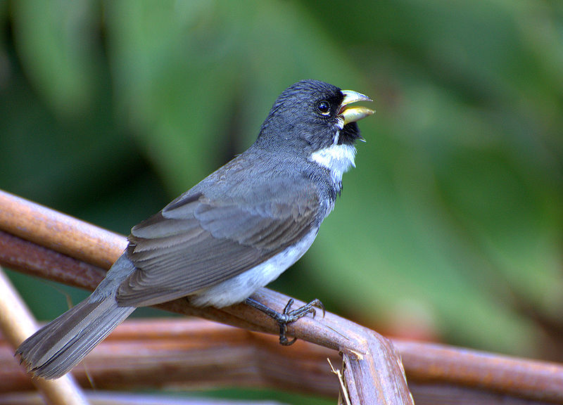 File:Flickr - Dario Sanches - COLEIRINHO macho (Sporophila caerulescens) (1).jpg