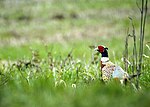 Thumbnail for File:Flickr - Oregon Department of Fish &amp; Wildlife - pheasant rooster swart odfw.jpg