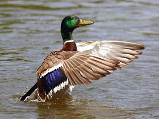 Speculum feathers patch on inner bird wings