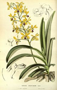 page 159 Aerides wightiana Vanda testacea