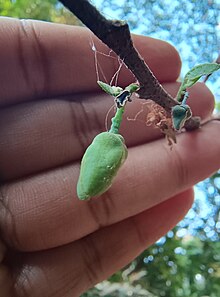 Flower bud of Annona reticulata Flower bud of Annona reticulata.jpg