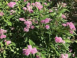 Spiraea japonica, or Japanese meadowsweet