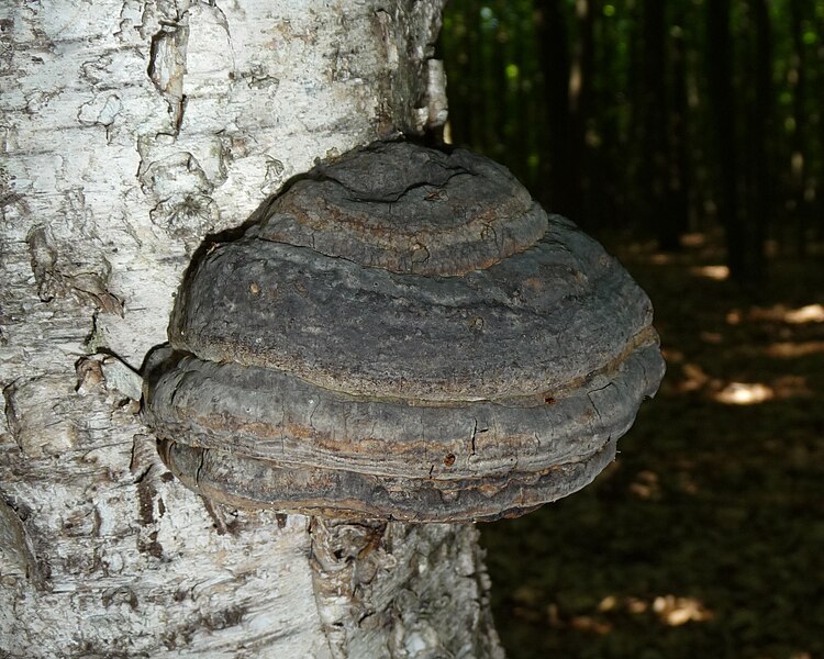 File:Fomes fomentarius dark 2009 G2.jpg