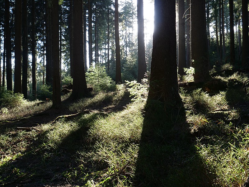 File:Forest at Wurmberg 11.jpg