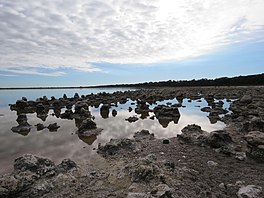 Fossil Thrombolites at Lake Walyungup, Rockingham Lakes Regional Park, May 2021 01.jpg