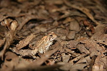 Fowler's toad in leaf litter Fowlers Toad - side view.jpg