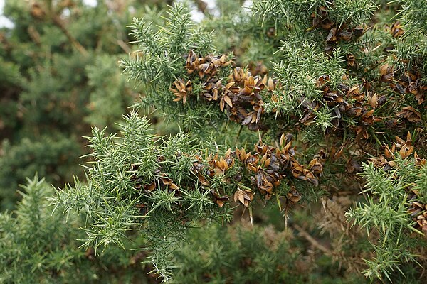 Fruiting at Mallaig, Scotland