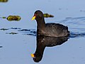 Red-fronted coot