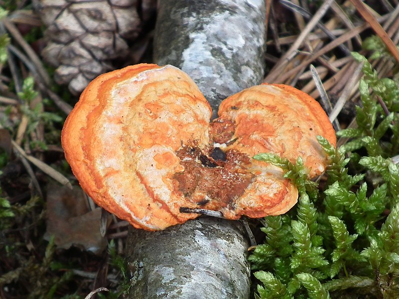 File:Fungi, gmina Tuczno (2).jpg