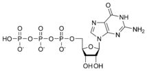 Χημική δομή της Τριφωσφορικής γουανοσίνης