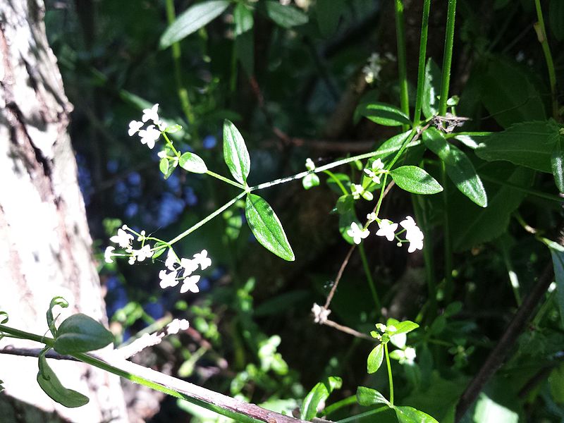 File:Galium palustre sl1.jpg