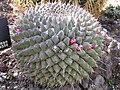 Mammillaria magnimamma avec quelques fruits