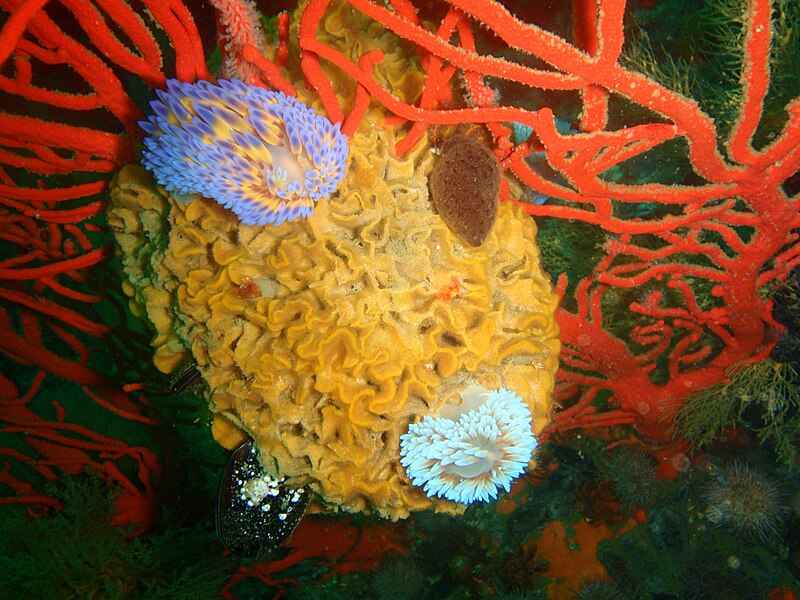 File:Gas flame nudibranchs at Windmill Offshore P5120265.jpg