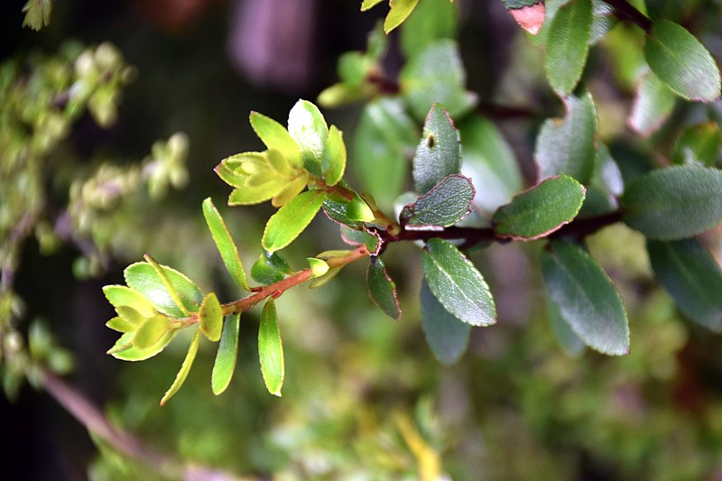 File:Gaultheria antipoda in Aoraki Mount Cook NP 03.jpg