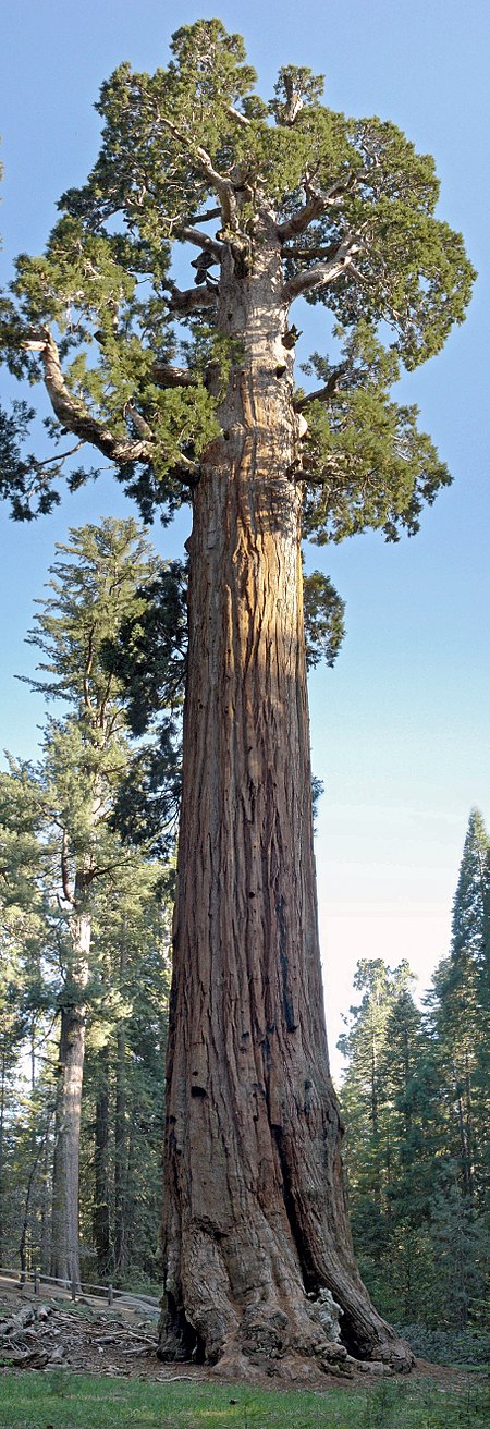 General Grant Tree in Kings Canyon National Park.jpg