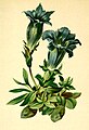 Gentiana acaulis