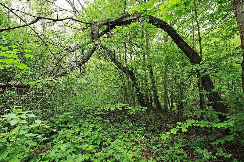 File:Geschützter Landschaftsbestandteil Schubertgrund in Sachsen. 2H1A1263WI.jpg