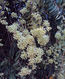 <i>Calycopteris floribunda</i> species of plant