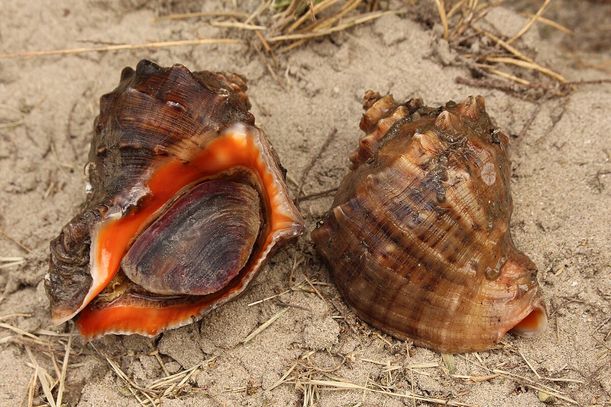 ропана улитка на черном море