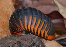 Zephroniidae Калимантан