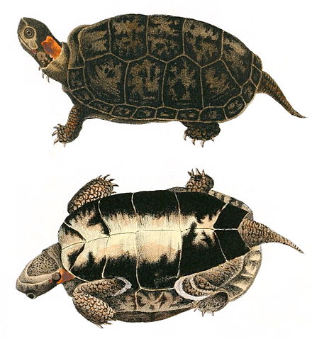 Какой тип развития характерен для черепахи. Glyptemys muhlenbergii. Болотная черепаха Мюленберга. Карапакс Болотной черепахи. Красноухая Болотная черепаха.