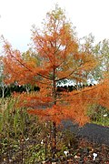 Young tree in the Oregon Garden in autumn; it is deciduous