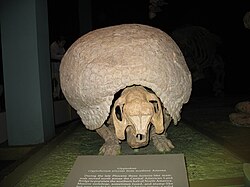 Glyptotherium.jpg