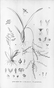 plate 78 Gomesa hookeri (as syn. Oncidium hookeri), Trichocentrum pumilum (as syn. Oncidium pumilum)