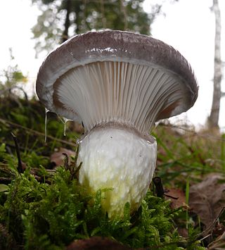 <i>Gomphidius</i> Genus of mushrooms