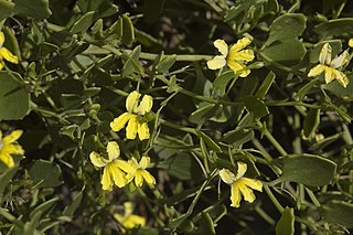 <i>Goodenia varia</i> Species of flowering plant