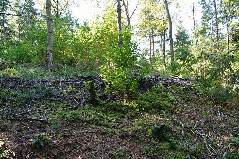 File:Grabhügel auf dem Twischelberg in Wacken NIK 4121.JPG