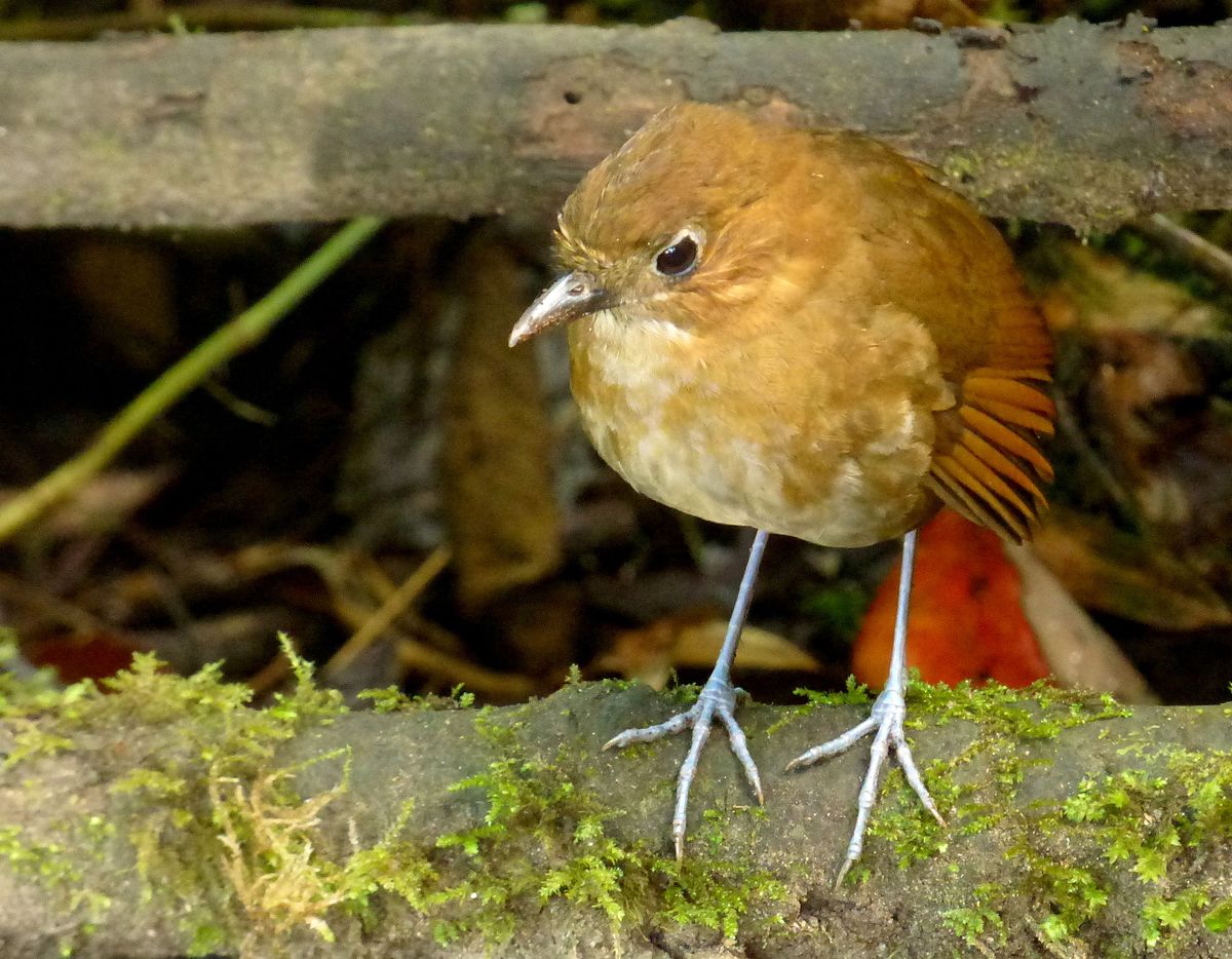 Brown banded