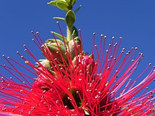 Granit-Kunzea-Bluete-rot Kunzea-pulchella07.jpg