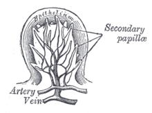 Fungiform papillae, magnified and sectional diagram. Gray1017.png